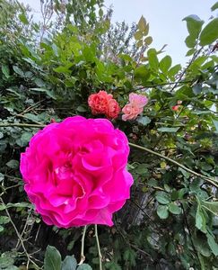 4CB75D6E-767F-4126-87F4-4CC4C951D6E2