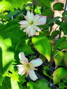 Clematis Marjorie; lematis Marjorie
valynedelcu@yahoo.com 
Mai. 2023
