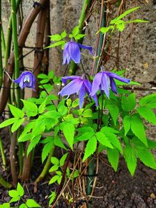 Clematis Alpina; Clematis Alpina
valynedelcu@yahoo.com 
Aprilie. 2023
