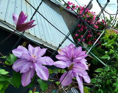 Clematis Proteus; Clematis Proteus
valynedelcu@yahoo.com 
Mai. 2023.
