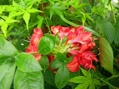 Azalea mollis "Nabucco"