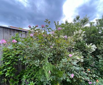 B8CE7EA5-84BD-4087-BD15-64A4B66DD75B