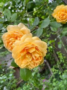 06B377E7-1EF9-4298-A69E-7B9CAA663DE9
