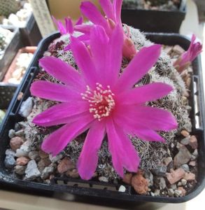 Sulcorebutia