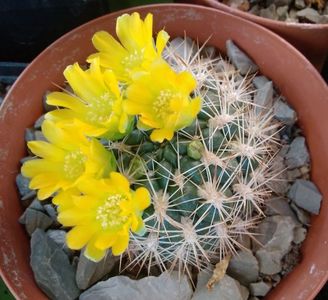 Weingartia neocumingii 