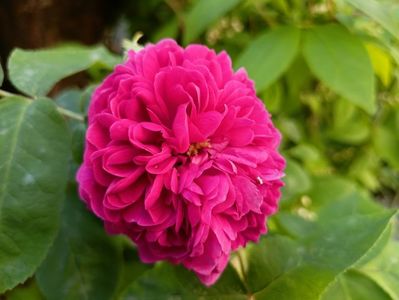 Rose de Rescht