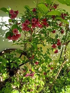 Weigela Ruby Red
