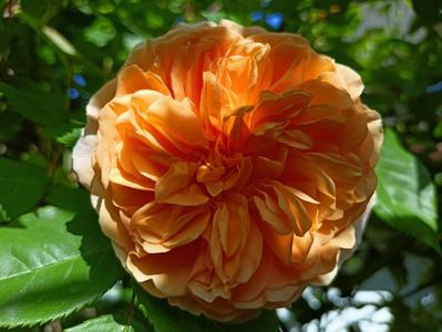 Crown Princess Margareta