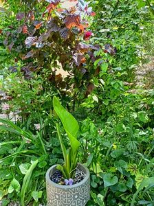 Strelitzia