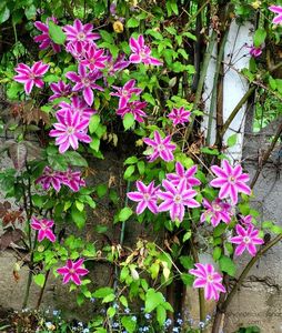 Clematis Doctor Ruppel; Clematis Doctor Ruppel
valynedelcu@yahoo.com 
Mai. 2023
