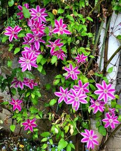 Clematis Doctor Ruppel; Clematis Doctor Ruppel
valynedelcu@yahoo.com 
Mai. 2023
