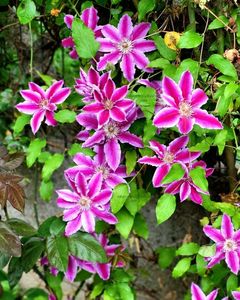 Clematis Doctor Ruppel; Clematis Doctor Ruppel
valynedelcu@yahoo.com 
Mai. 2023
