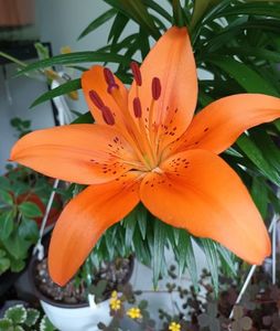 Un crin pe sârma de rufe :))