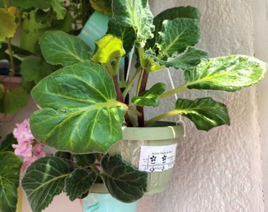 De la planteo; Al doilea an, am renuntat la ață si nu le-am mai bibilit... iata ca are bobocei! ;)
