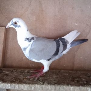 Femela 22-606....-20 lei