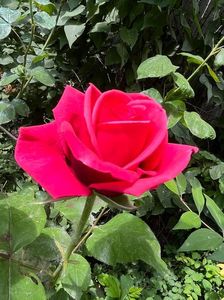 7489C40F-6B69-44B8-9D43-9EBFE99ADD50