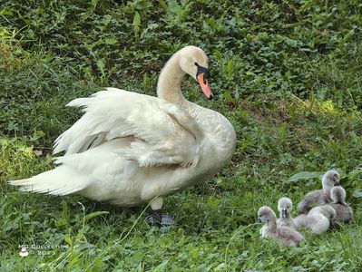 Baby Swans 1-7621; Baby Swans
