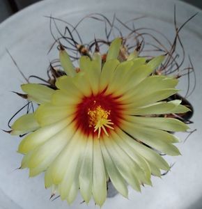 Astrophytum senile v. aureum