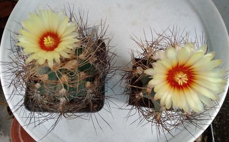 Astrophytum senile v. aureum