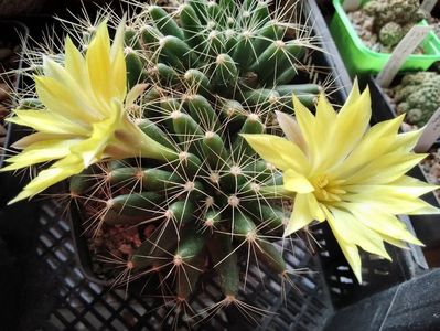 Mammillaria longimamma