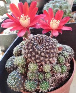 Rebutia densipectinata