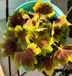 De la Simfonia lalelelor