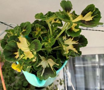 Acestea chiar sunt ultimele :)); Le-am luat in aprilie si au stat pe pervaz, dar nu pare sa le placa. Asa ca de azi sunt in balcon...
