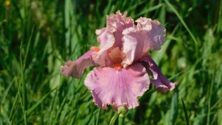 Okapi poppy