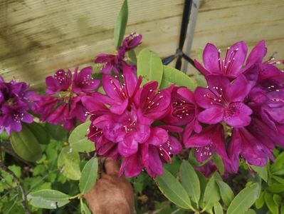 Rododendron