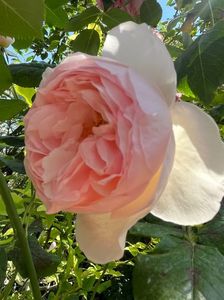 5928D241-7899-481F-A651-CEC5A33AFAA0; Magnolie de vara
