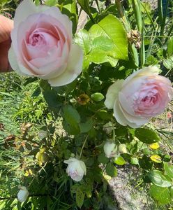 Edem rose