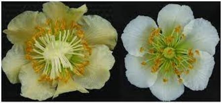 floare kiwi mascul si femela dreapta