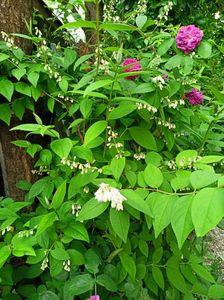 Rose de Rescht și deutzia