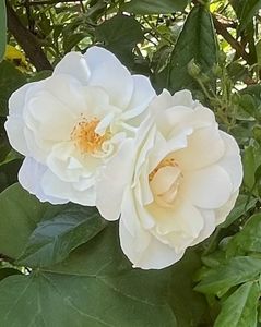 C755841D-96BF-422E-87C0-66782805B34C; Magnolii

