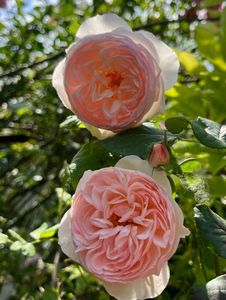76CE8A04-8ECC-495F-A14D-D4CA797982BD; Magnolie de vara
