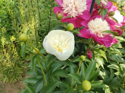 White Cap și Duchesse de Nemours