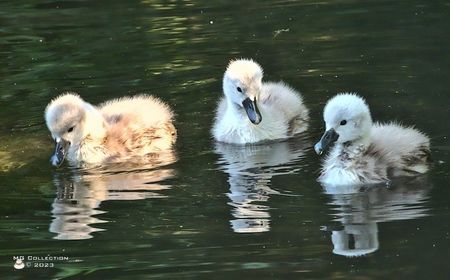 w-Boboci de lebada-7656; Baby Swans
