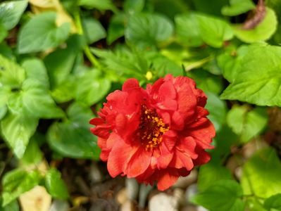 Geum