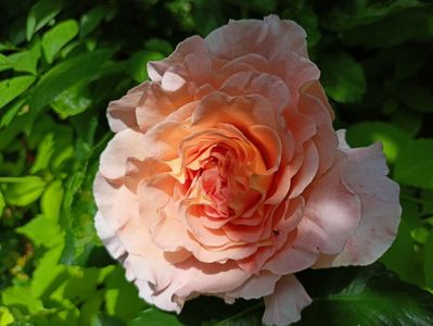 Augusta Luise