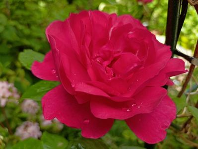 Rosarium Uetersen