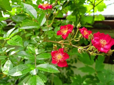 Cherry Meidiland