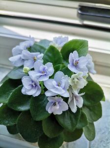 Jolly Orchid; (mini) violeta africana
