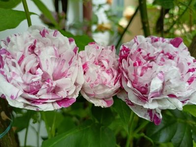 Variegata di Bologna