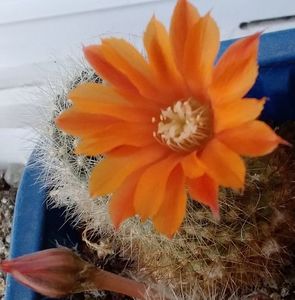 Rebutia flavistyla
