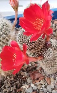 Rebutia krainziana