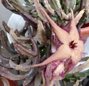 Stapelia schinzii var. schinzii