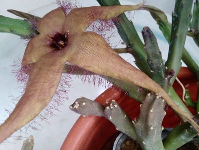 Stapelia schinzii var. schinzii