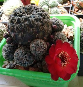 Sulcorebutia pulchra s. lenkae