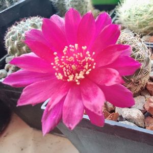 Sulcorebutia