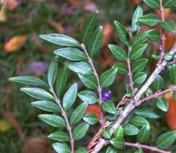 Lonicera ligustrina var. pileata